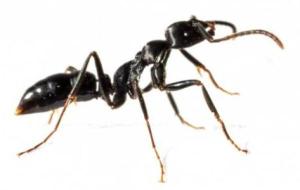 مم يتكون جسم النملة
