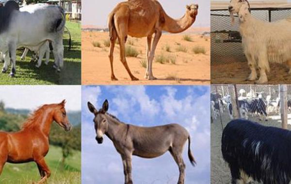 بحث عن الثروة الحيوانية في الوطن العربي