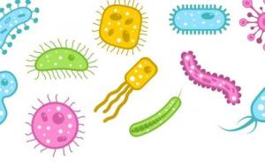 تركيب الخلية البكتيرية