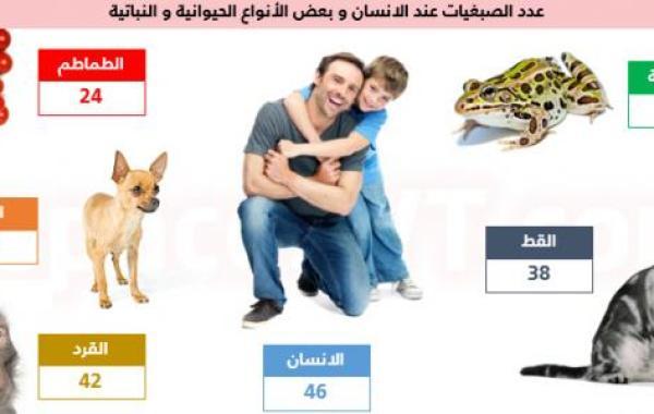 عدد الكروموسومات في الكائنات الحية