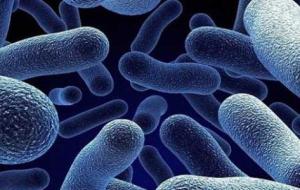 فوائد وأضرار البكتيريا