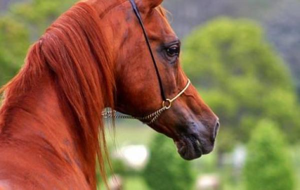 مواصفات الخيل العربي الأصيل