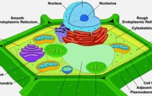 مكونات الخلية النباتية