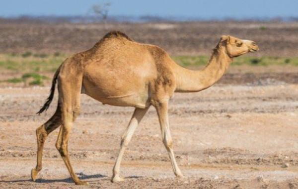 مم يتكون سنام الجمل