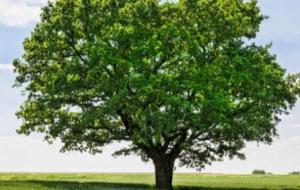 موضوع عن الشجرة وفوائدها