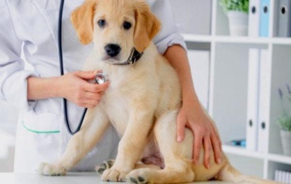 أمراض الكلاب وكيفية علاجها
