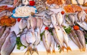 أنواع الأسماك في المغرب