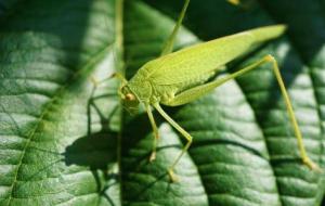 أنواع الحشرات الخضراء