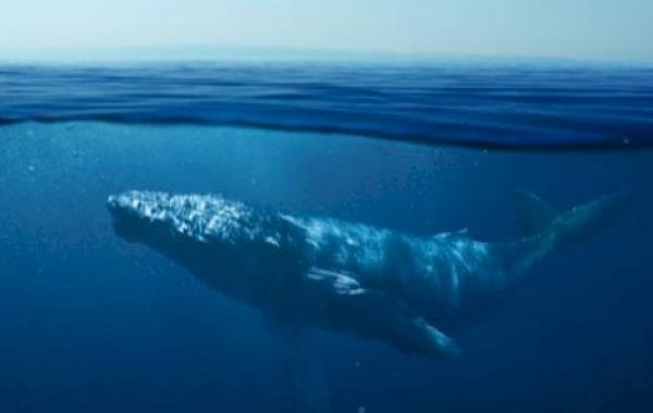 أنواع الحيتان