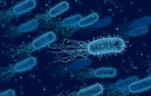 أنواع الميكروبات في الجسم