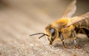 أنواع النحل السام