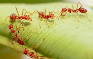 أنواع النمل المنزلي