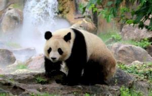 أنواع حيوان الباندا