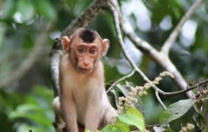 أهم المعلومات عن تربية القرود المنزلية