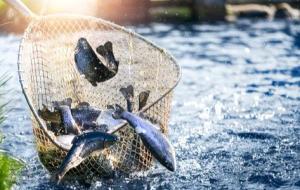أهمية الثروة السمكية