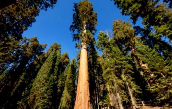 أين توجد أطول شجرة في العالم