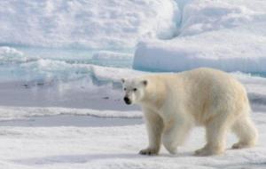 الحيوانات التي تعيش في القطب الجنوبي والشمالي