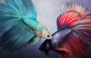 الفرق بين أسماك المياه العذبة والمالحة