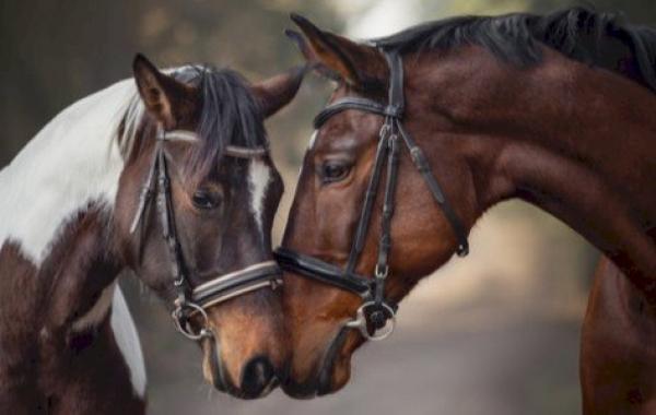 الفرق بين أنثى وذكر الخيل