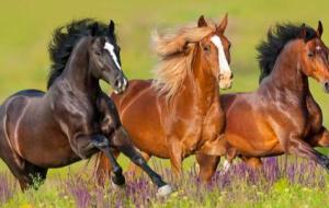 الفرق بين الحصان العربي الأصيل والمهجن