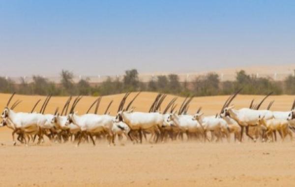 المواطن الأصلية لعيش المها العربي