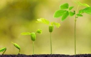 بحث حول مراحل نمو النبات