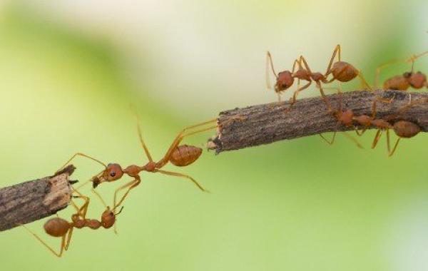 بحث عن الحشرات النافعة مثل النمل