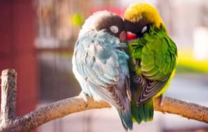 تربية طيور الحب