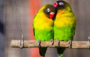تكاثر طيور الحب