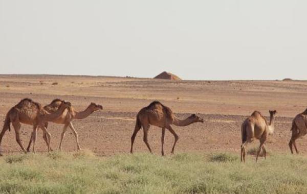 حيوانات البيئة الصحراوية