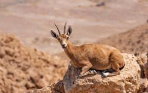 حيوانات مهددة بالانقراض في السعودية