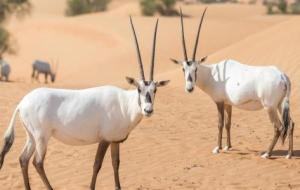 حيوانات مهددة بالانقراض في قطر