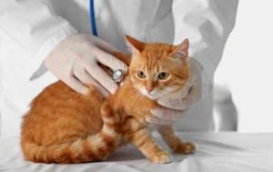 أسباب التهاب الكبد عند القطط
