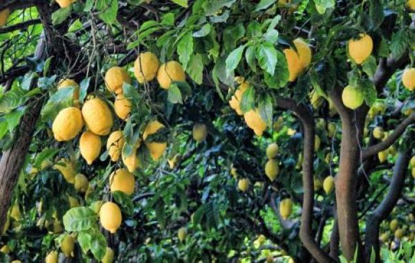 شجر الليمون