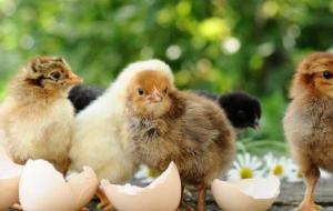 أسباب تأخر فقس بيض الدجاج في الصيف