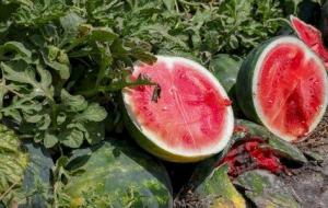 طرق مكافحة الآفات لمزارعي البطيخ