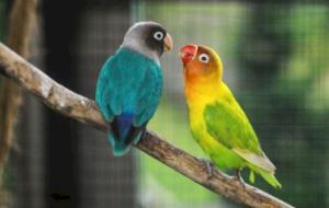 طريقة تربية طيور الحب