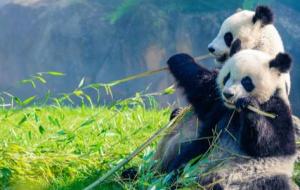 أسباب كون حيوان الباندا مهدد بالانقراض