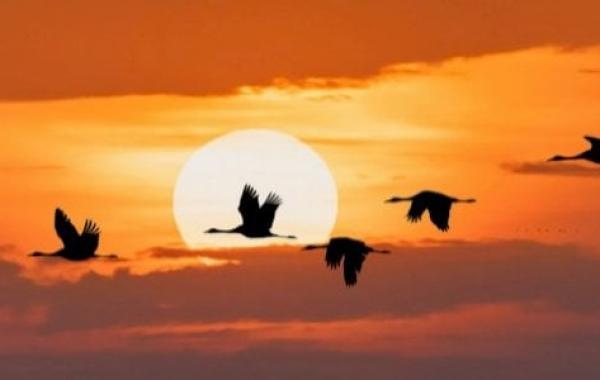 أسباب هجرة الطيور وأهدافها وموعدها