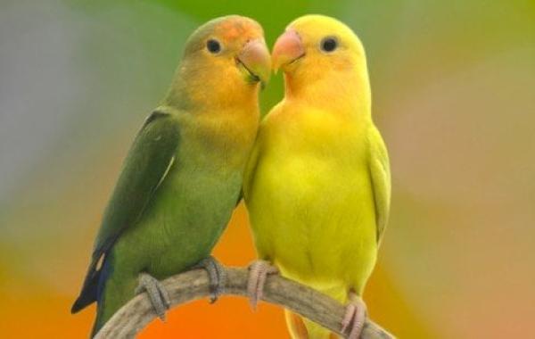 طيور الحب