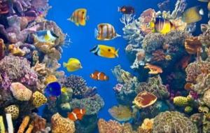 عالم الحيوانات البحرية