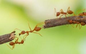 فوائد النمل