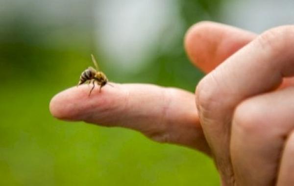 فوائد سم النحل