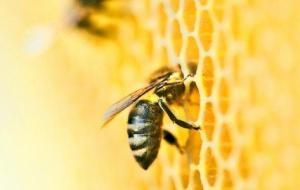 فوائد لسع النحل