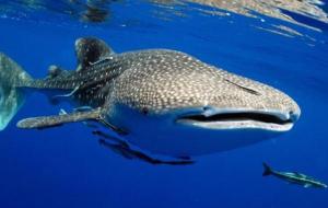 قرش الحوت (حيوان بحري)