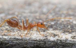 كم تعيش النملة