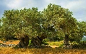 كم تعيش شجرة الزيتون