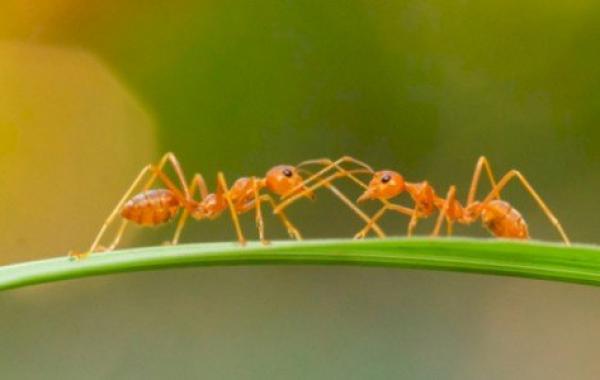 كم عدد أرجل النملة
