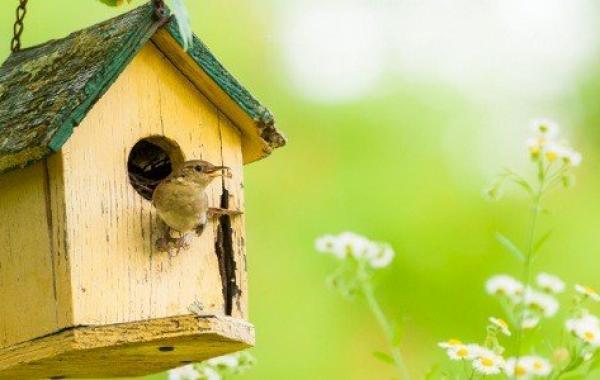 كيف تصنع بيتاً للطيور