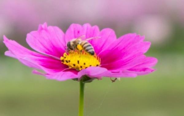 كيف تمتص النحلة الرحيق